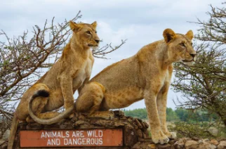 at the nairobi national park