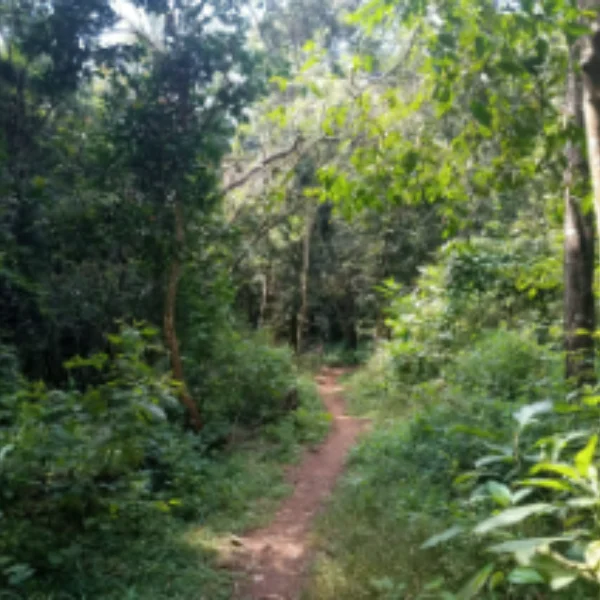 green vegetation at Ngong